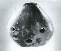 A picture containing invertebrate, white, black, branchiopod crustacean

Description automatically generated